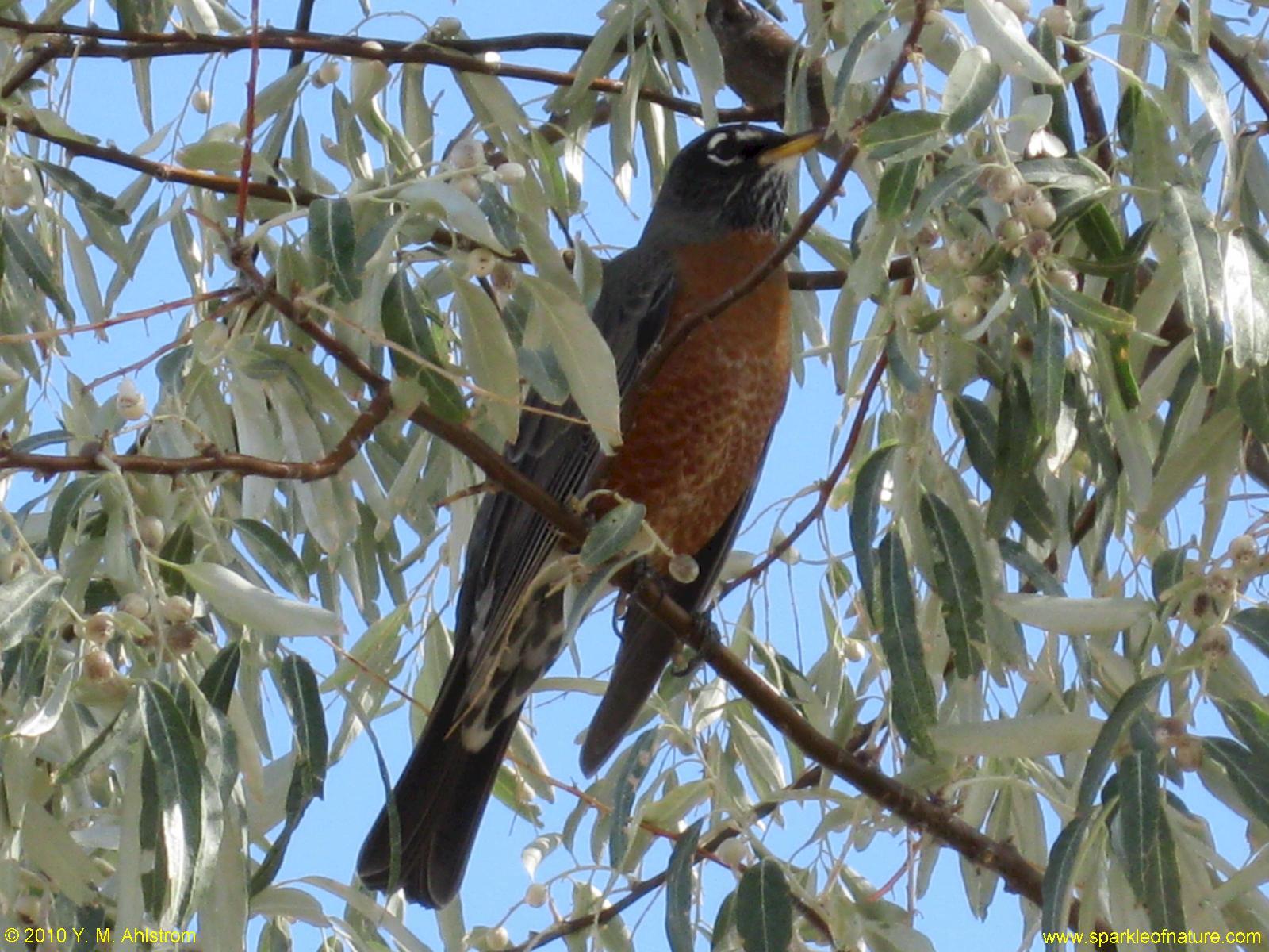 0793 robin 1600x1200.jpg (270833 bytes)