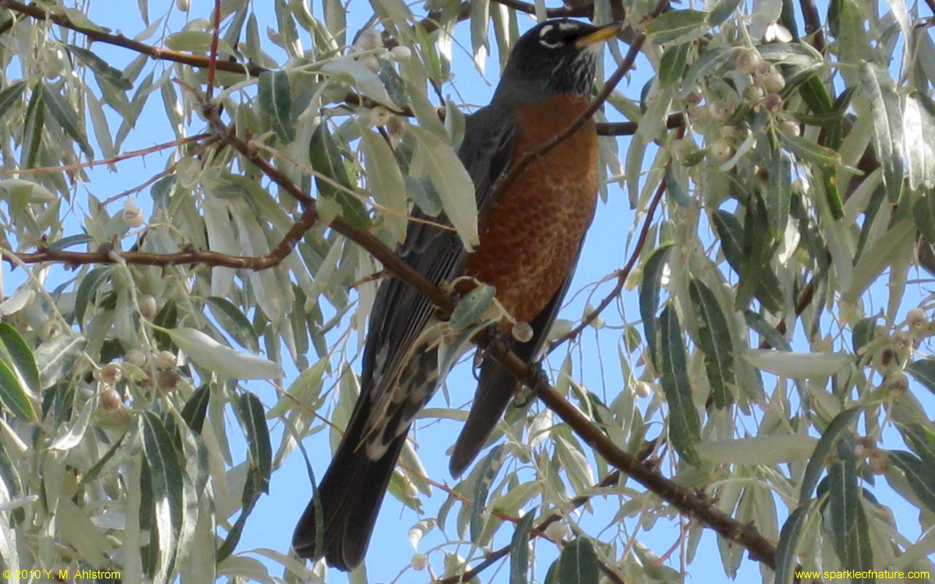 0793 robin W 1920x1200.jpg (297768 bytes)