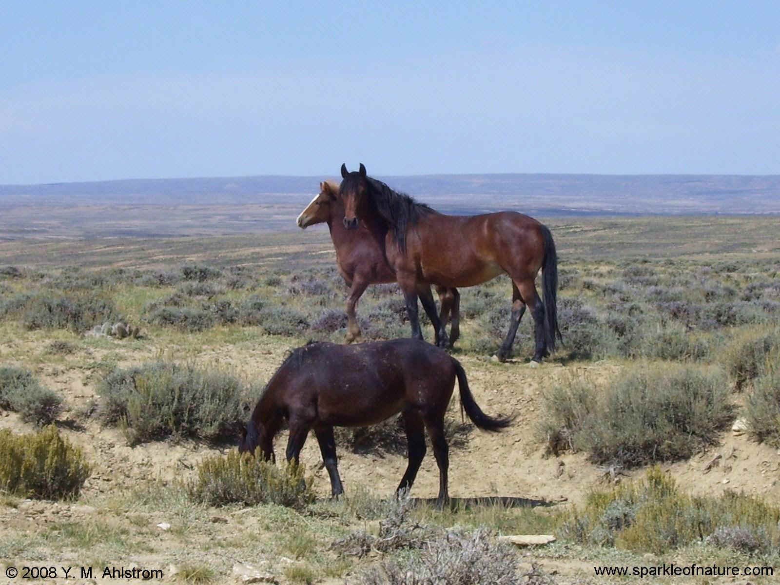 100_2868 wild horses 1600x1200.jpg (258969 bytes)