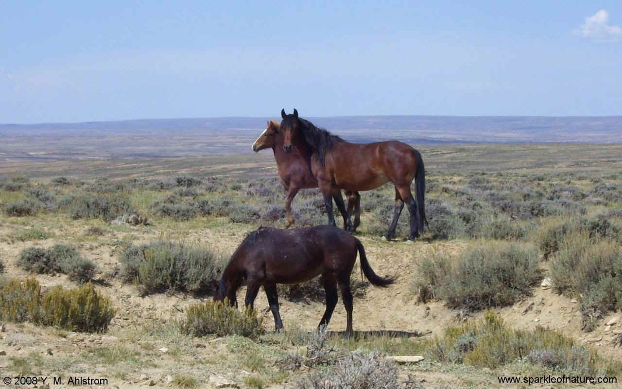 100_2868 wild horses w 1280x800.jpg (158655 bytes)