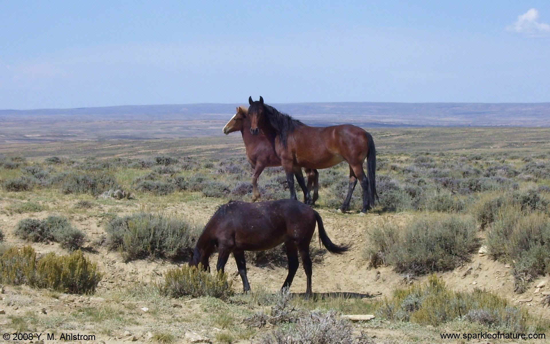 100_2868 wild horses w 1920x1200.jpg (306263 bytes)