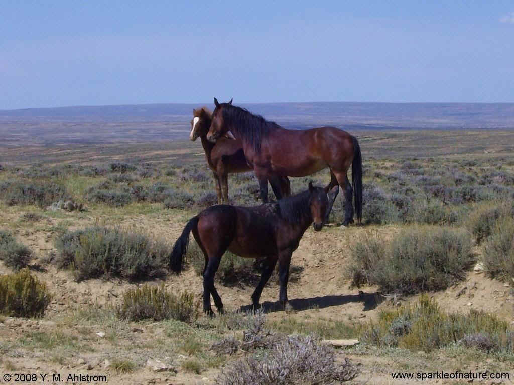 100_2870 wild horses 1024x768.jpg (135608 bytes)