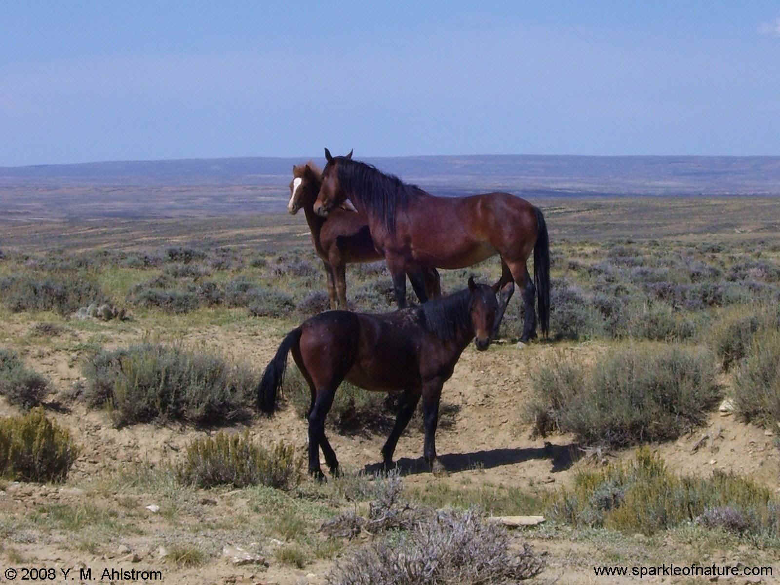 100_2870 wild horses 1600x1200.jpg (262169 bytes)