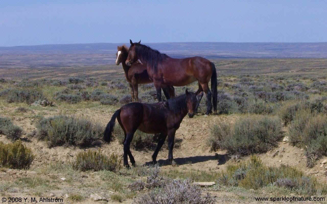 100_2870 wild horses w 1280x800.jpg (161890 bytes)