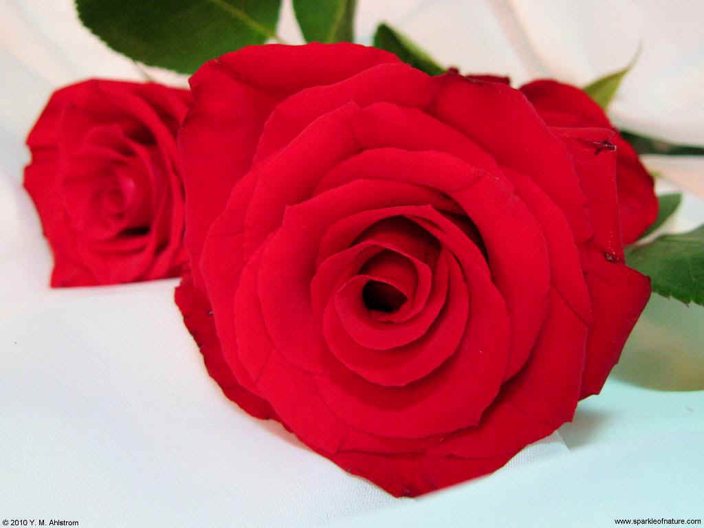 11923 red roses 1024x768.jpg (73225 bytes)