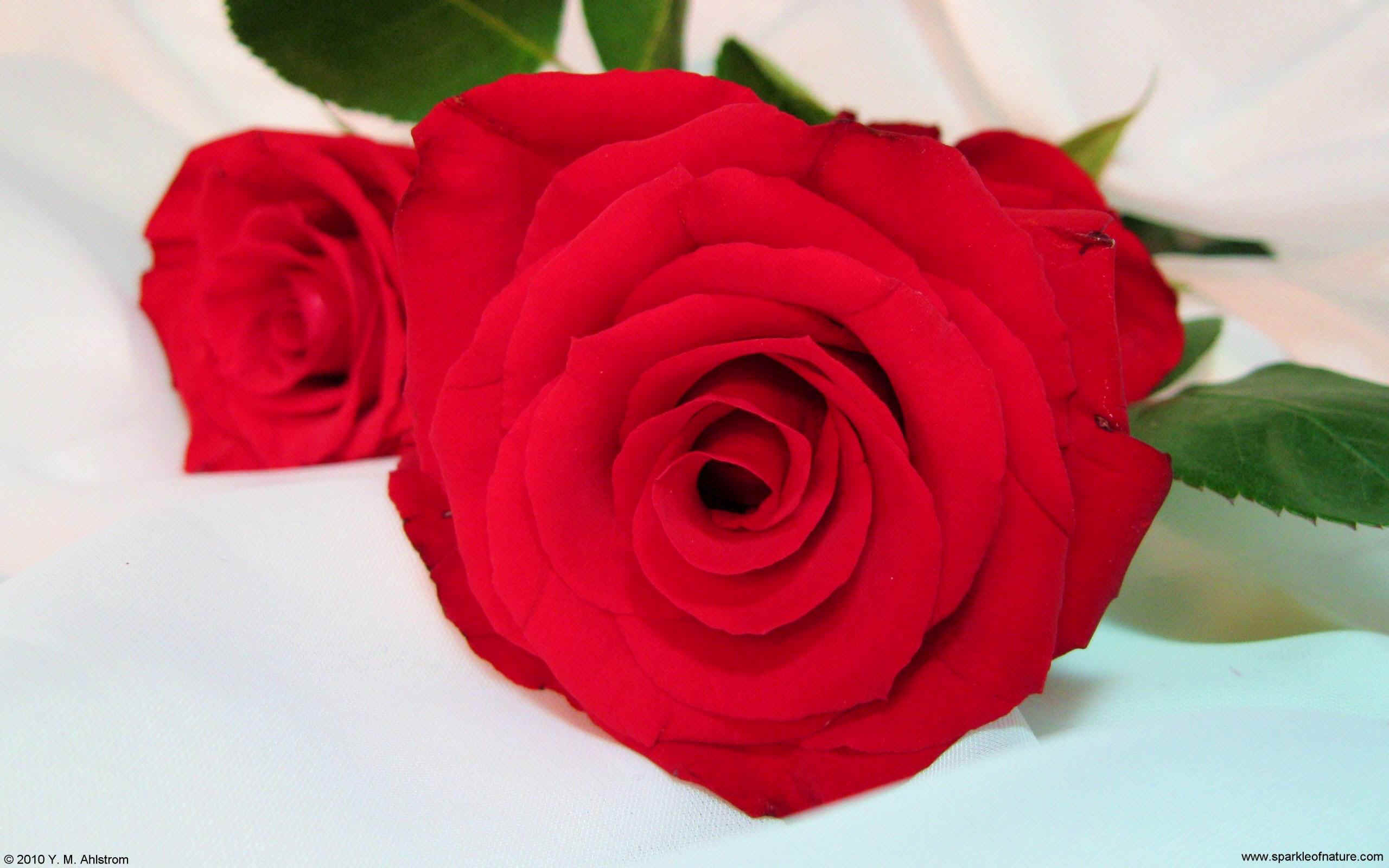 11923 red roses w 2560x1600.jpg (276238 bytes)