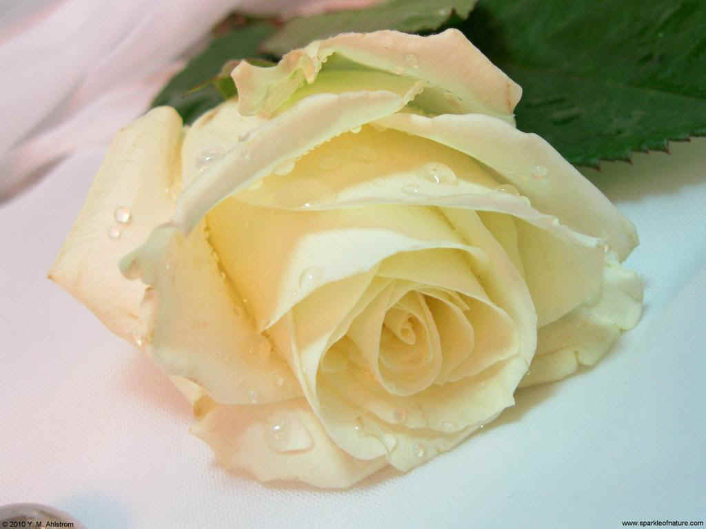 12265 ivory rose 1024x768.jpg (71820 bytes)