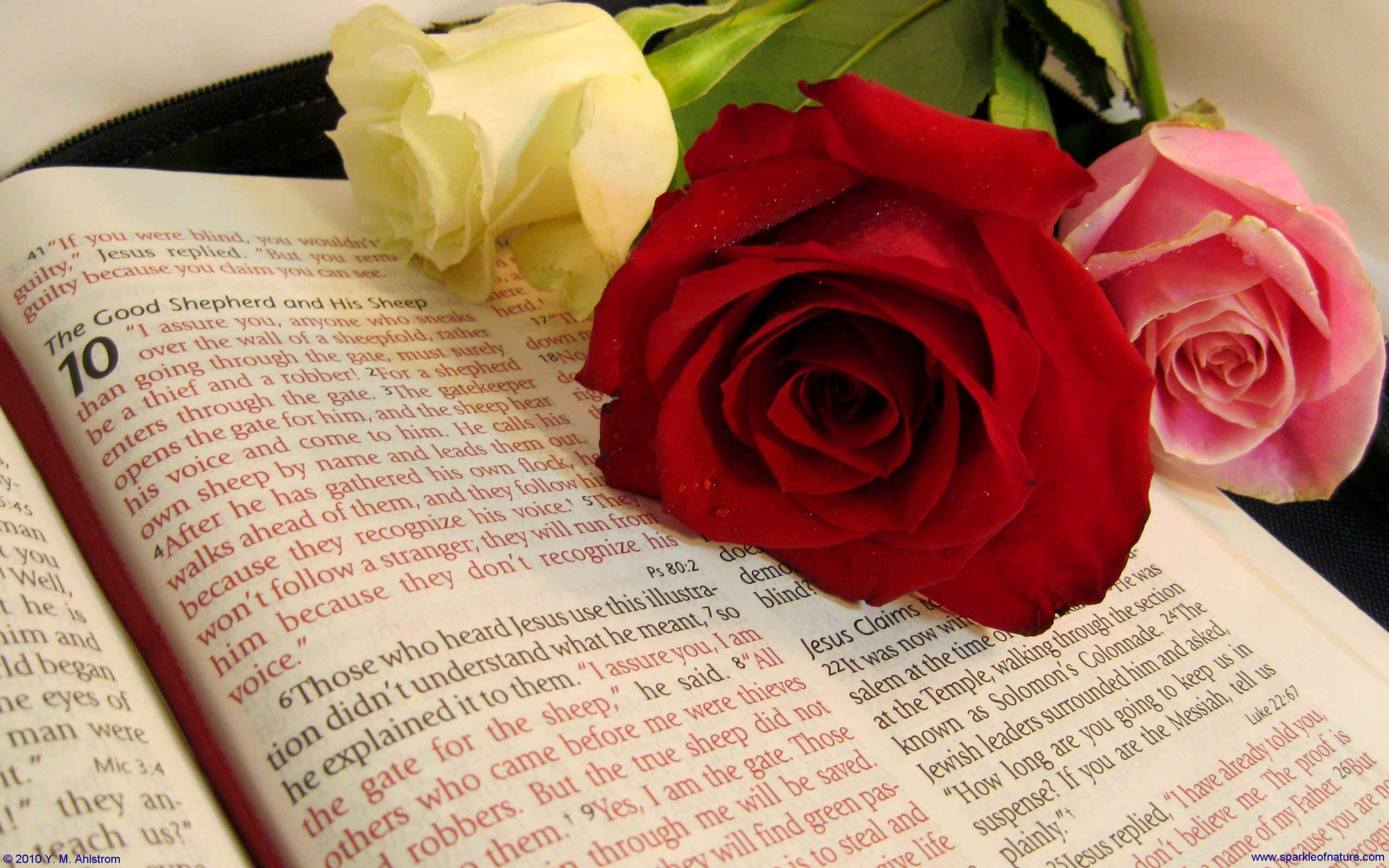 14360 bible with roses 2 w 2560x1600.jpg (467534 bytes)