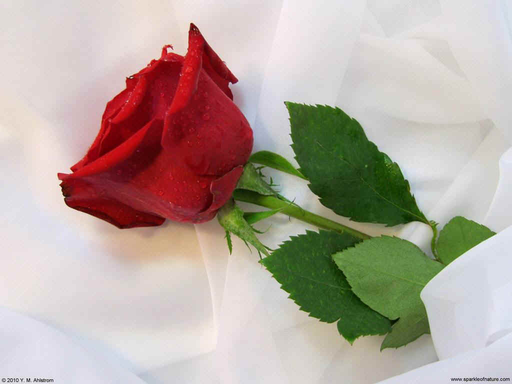 14684 red rose 1024x768.jpg (79991 bytes)