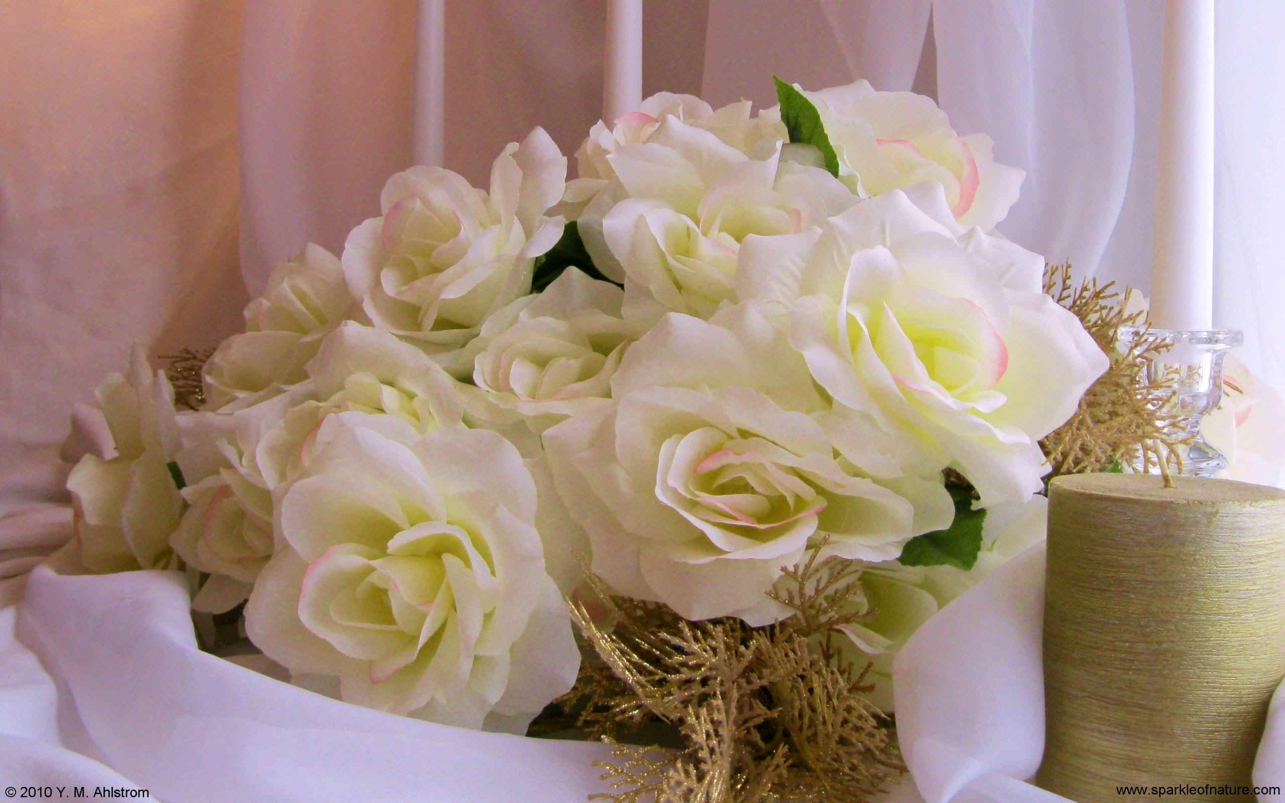 1538 white roses w 2560x1600.jpg (357947 bytes)