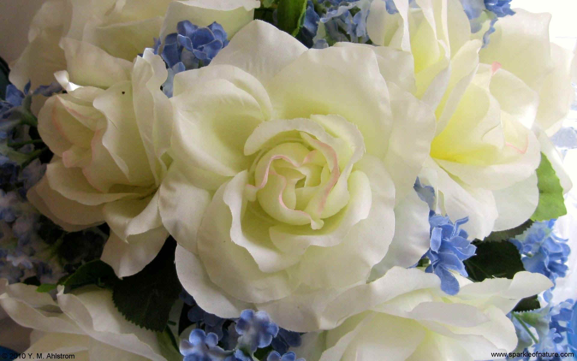 1662 white and blue bouquet w 1920x1200.jpg (199893 bytes)