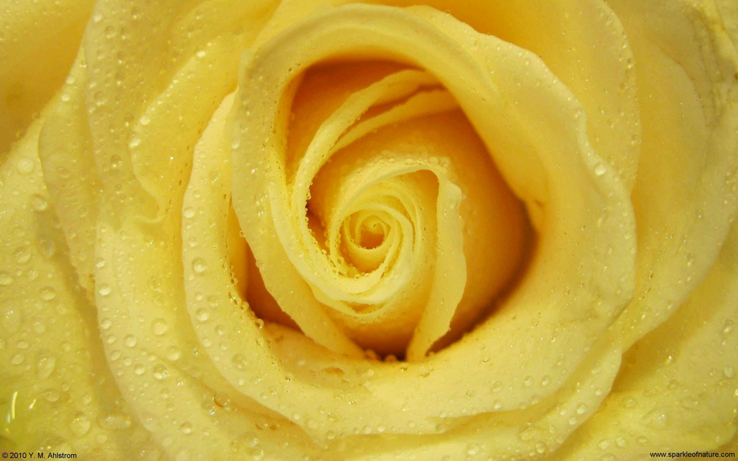 20511 buttercream yellow rose w 2560x1600.jpg (339114 bytes)