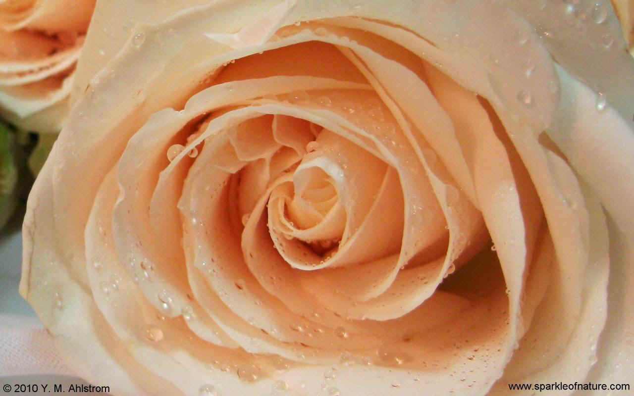 20944 blush rose w 1280x800.jpg (109836 bytes)