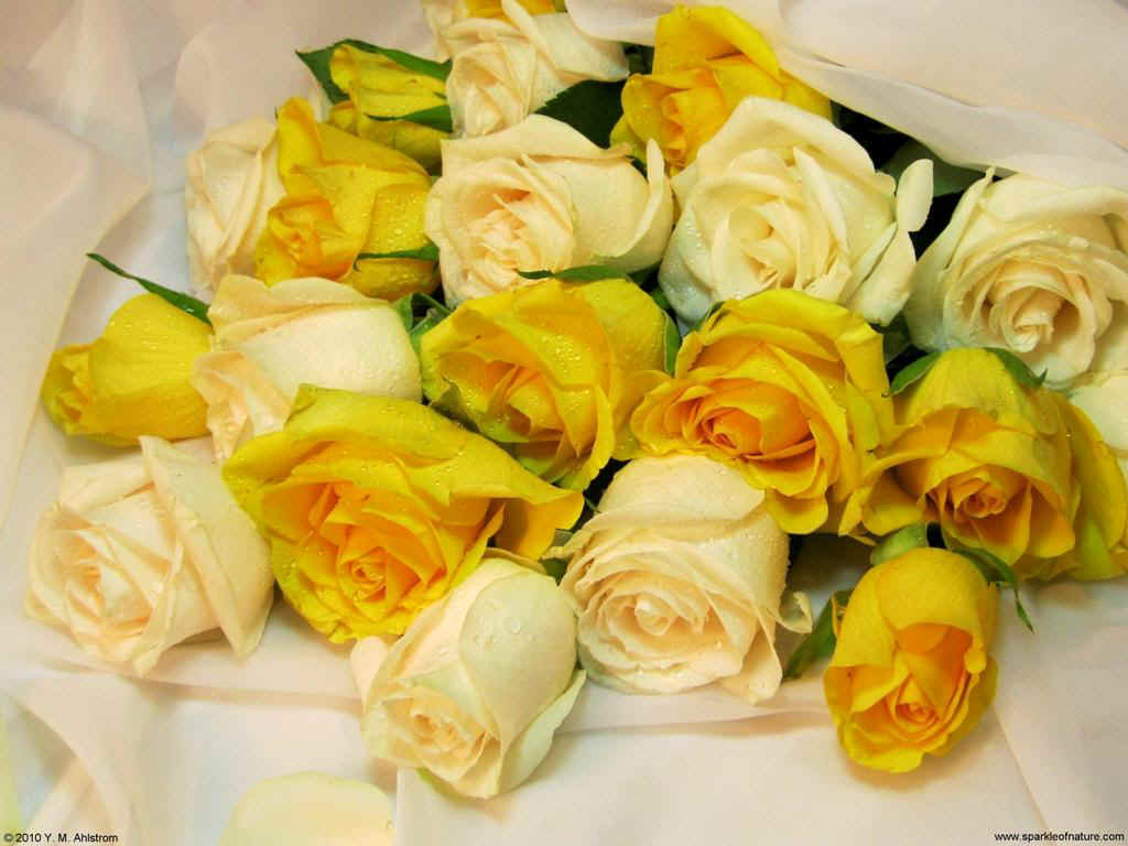 21345 yellow and cream roses 1 1024x768.jpg (108185 bytes)