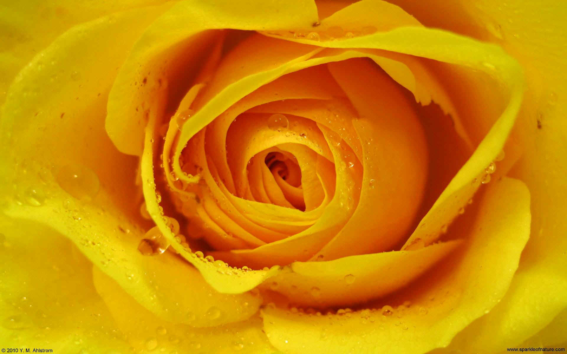 21438 deep yellow gold rose w 1920x1200.jpg (179503 bytes)
