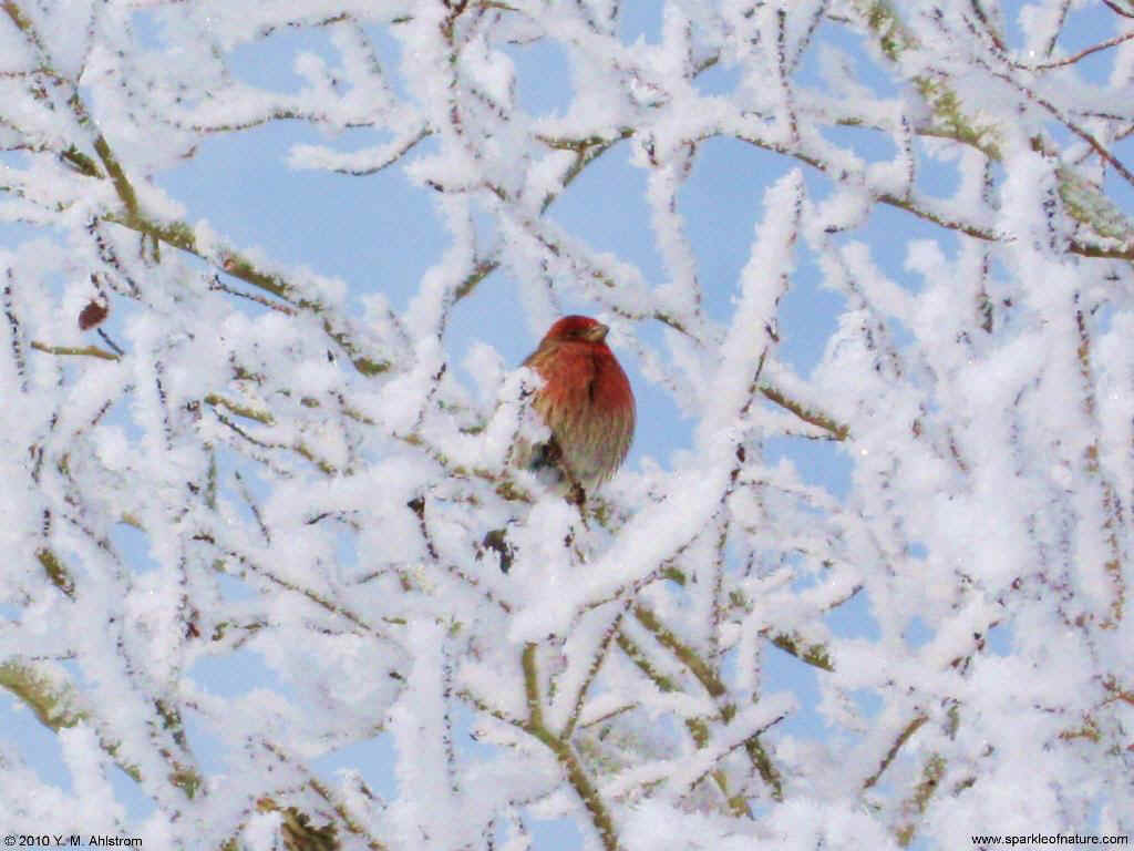 22059 winter finch 1024x768.jpg (120488 bytes)