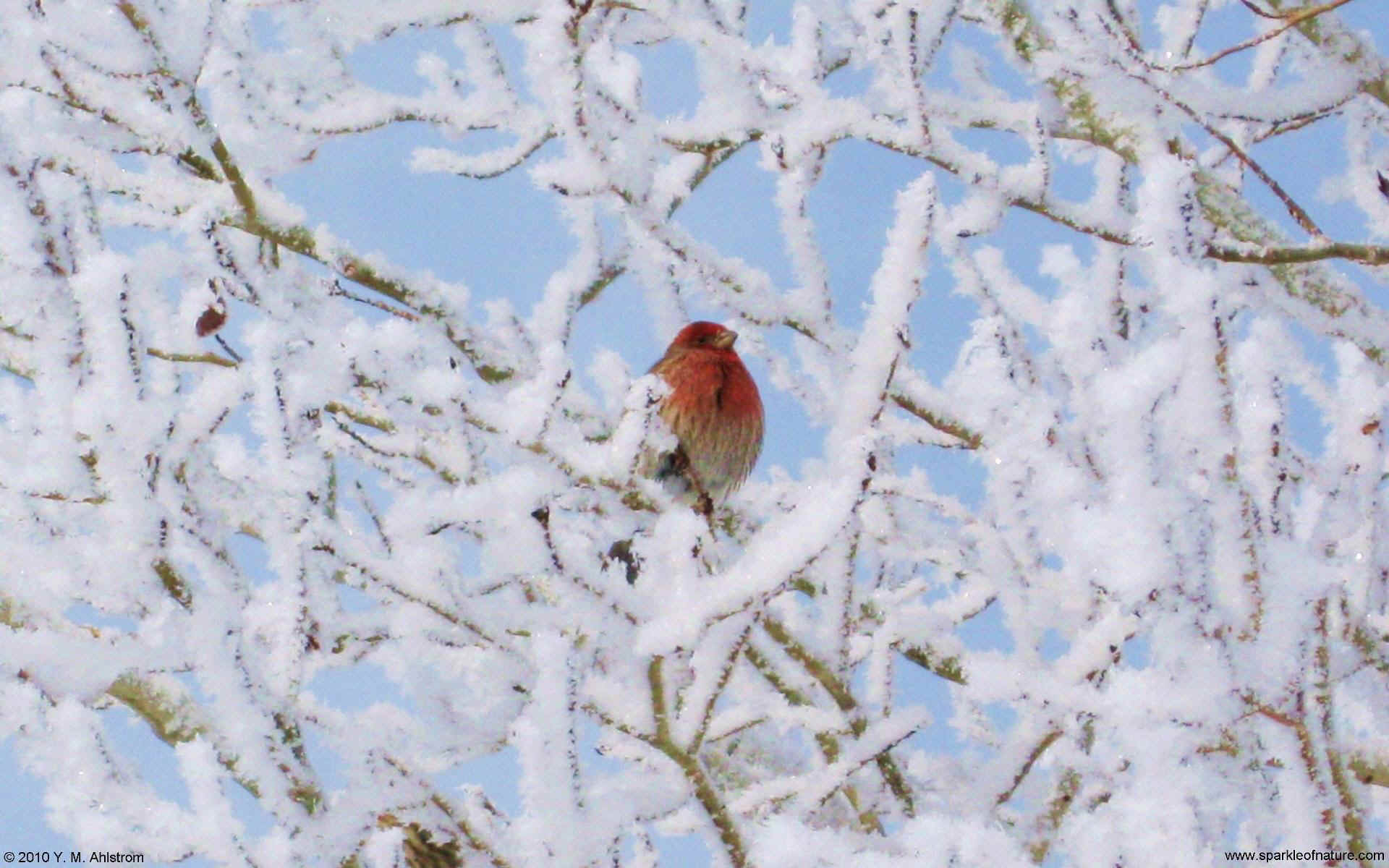 22059 winter finch w 1920x1200.jpg (270370 bytes)