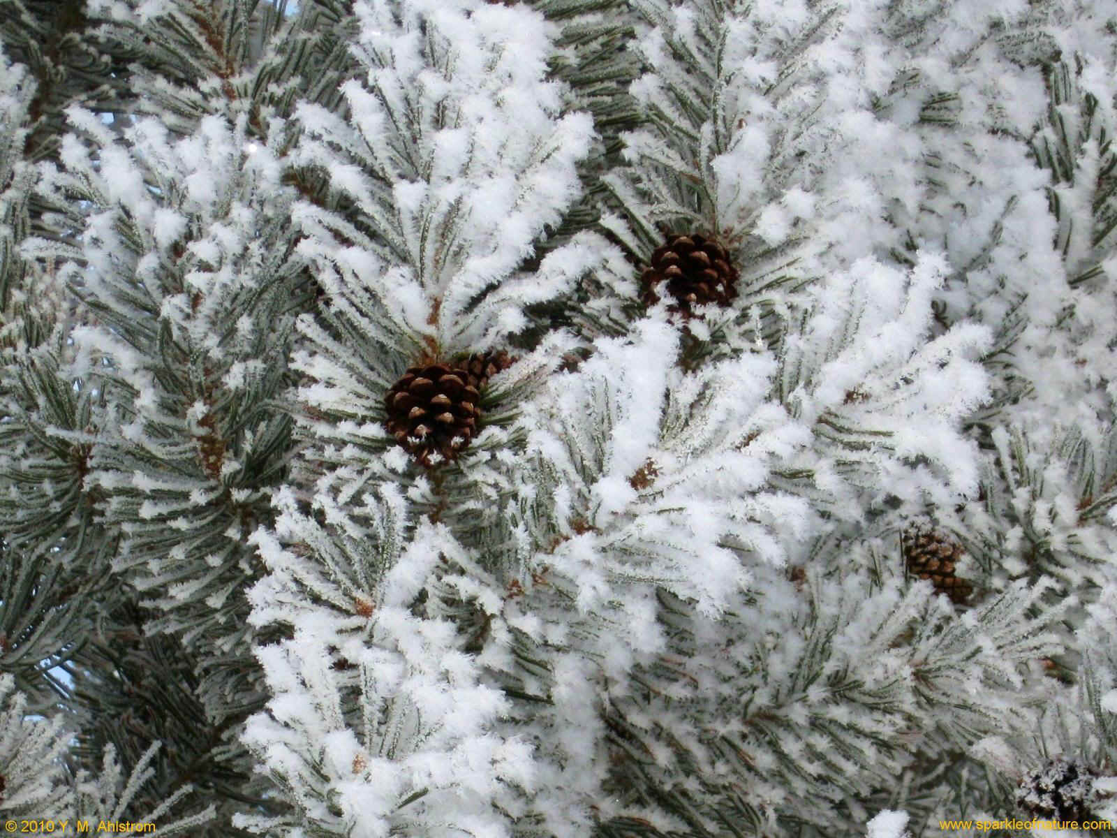 22090 winter pine 1600x1200.jpg (364503 bytes)