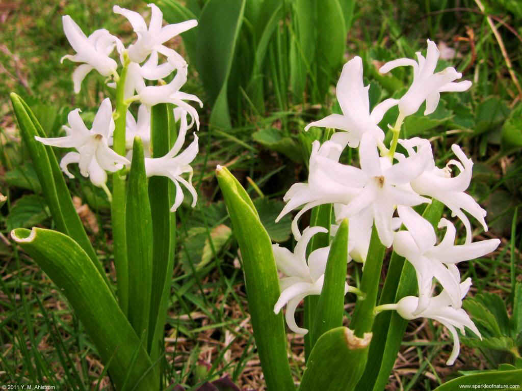 23407 white hyacinth 1024x768.jpg (133401 bytes)