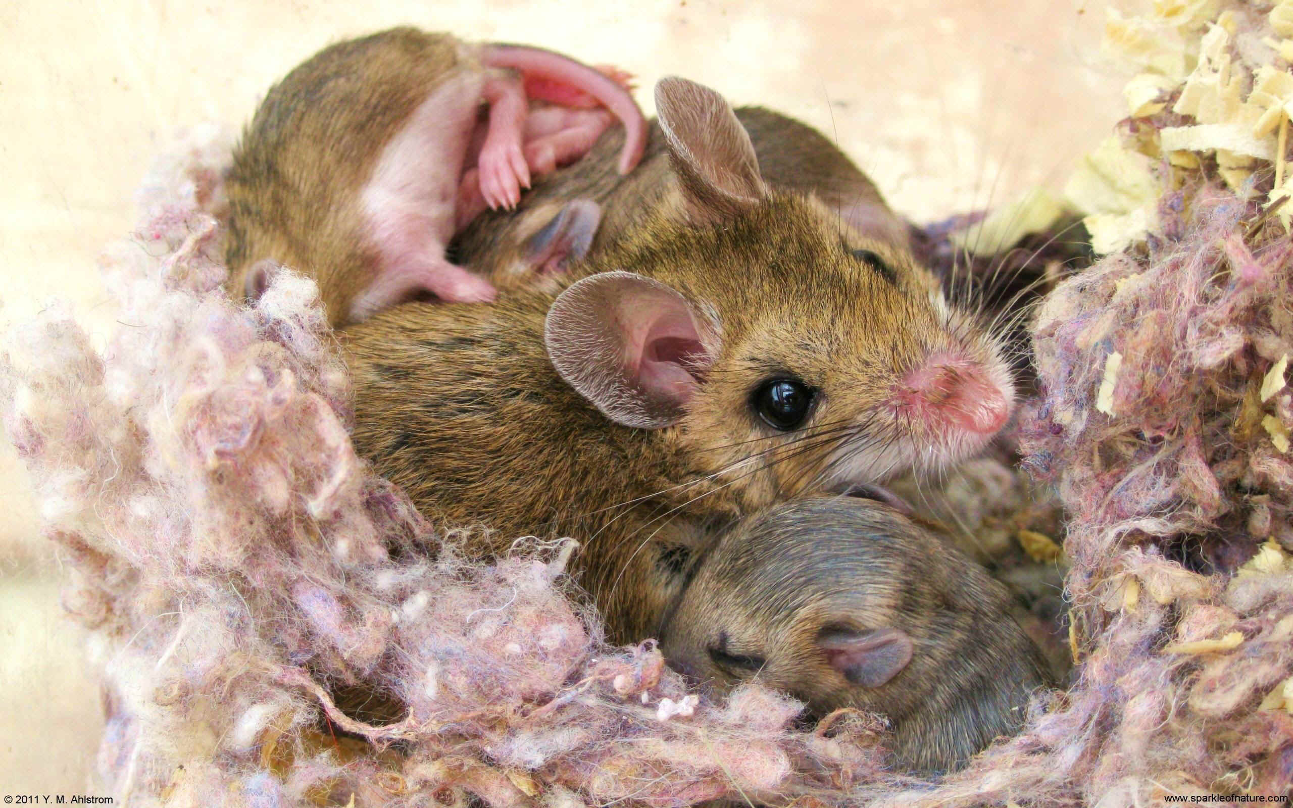 23459 mother mouse w 2560x1600.jpg (609052 bytes)