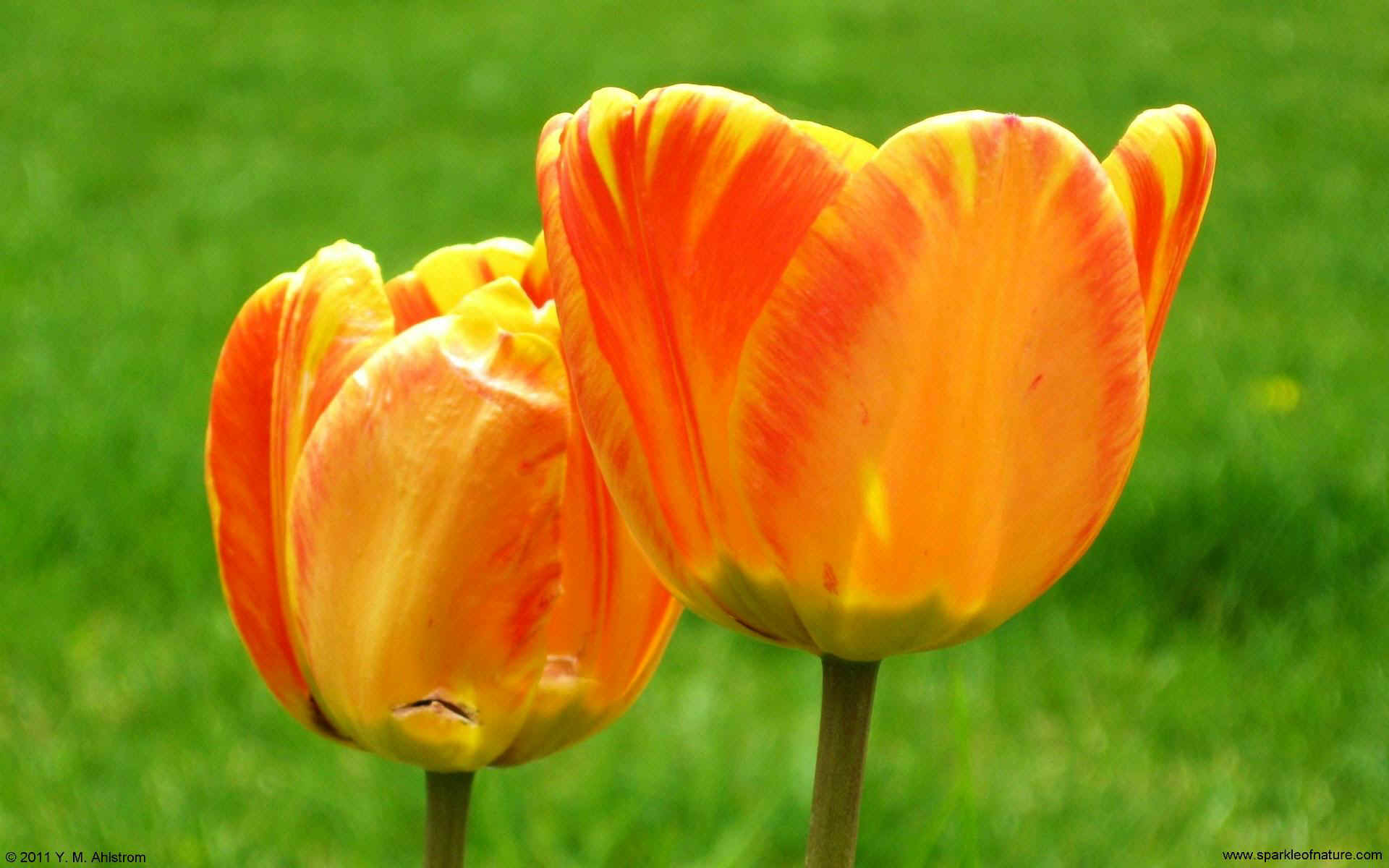 23519 two tulips w 1920x1200.jpg (206656 bytes)