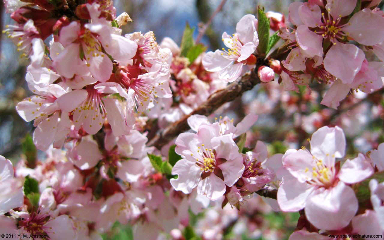 23715 blossoms w 1280x800.jpg (152129 bytes)