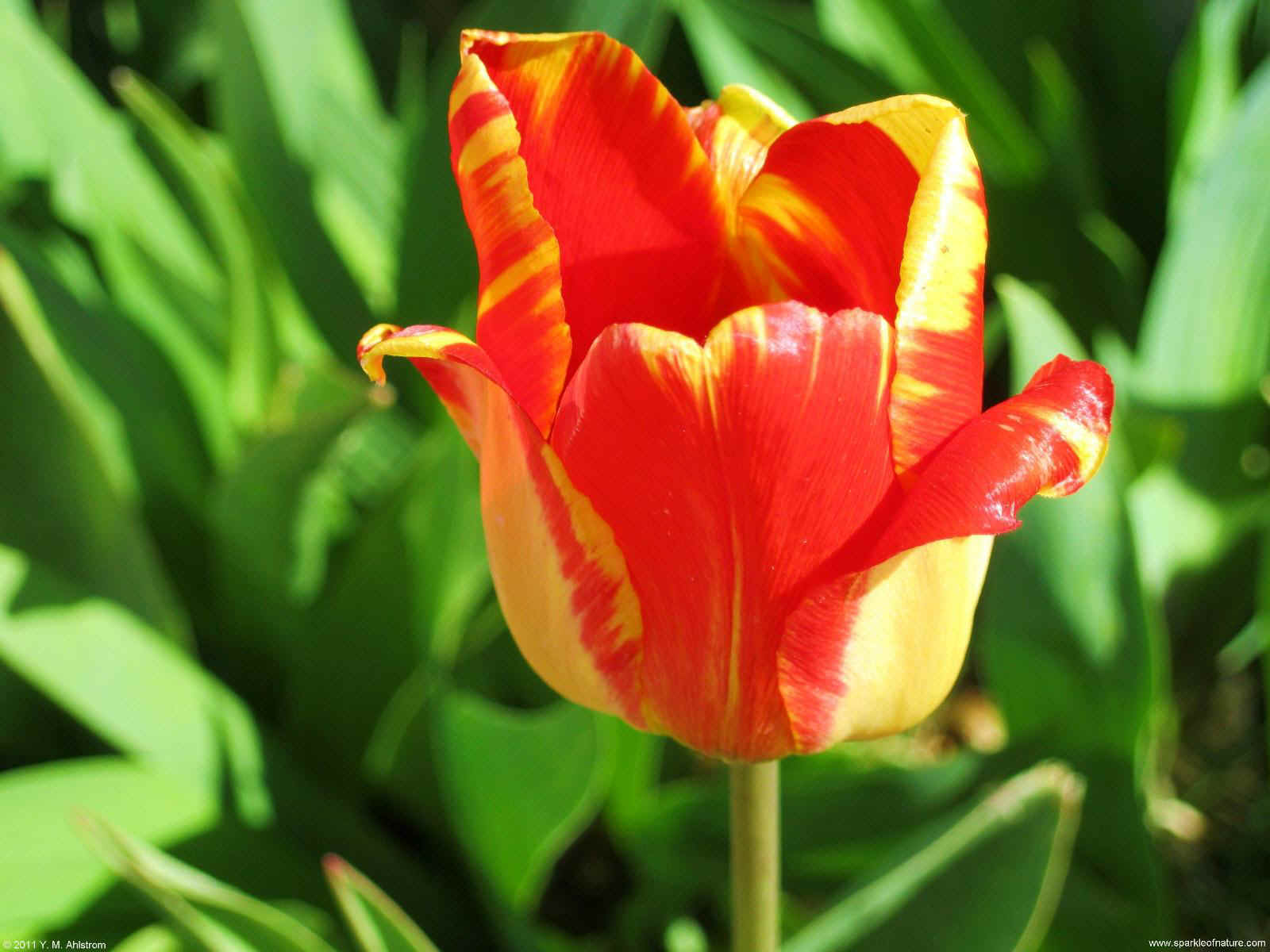 24463 tulip 1600x1200.jpg (174166 bytes)