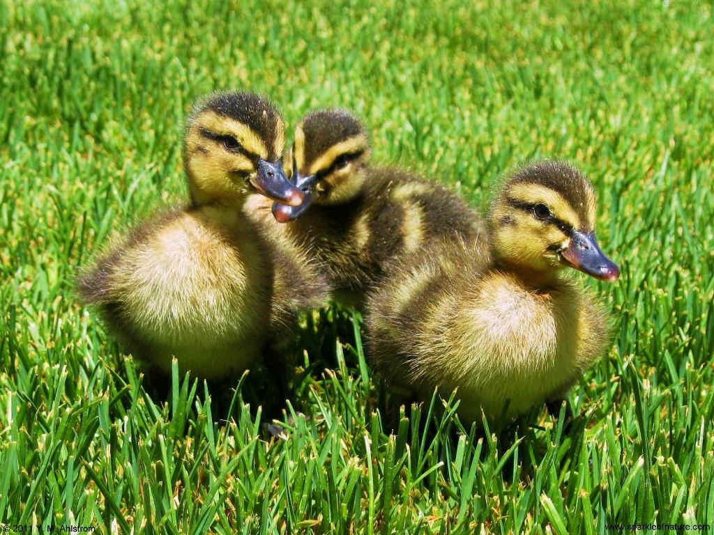 24936 ducklings 1024x768.jpg (205365 bytes)