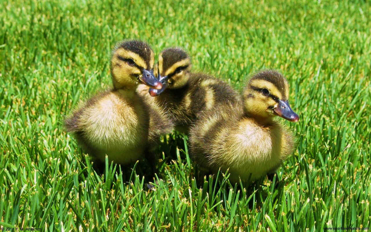 24936 ducklings w 1280x800.jpg (255307 bytes)