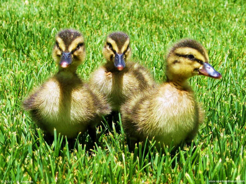 24937 ducklings 1024x768.jpg (223137 bytes)