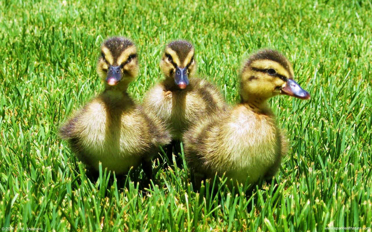 24937 ducklings w 1280x800.jpg (282364 bytes)