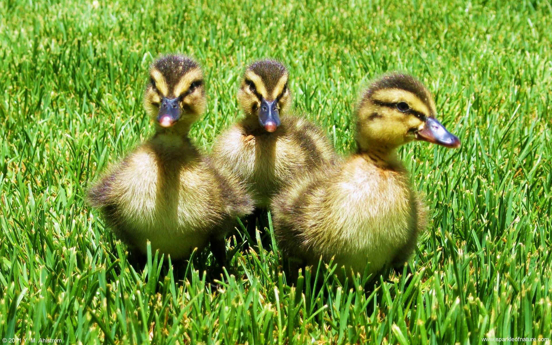 24937 ducklings w 1920x1200.jpg (534422 bytes)