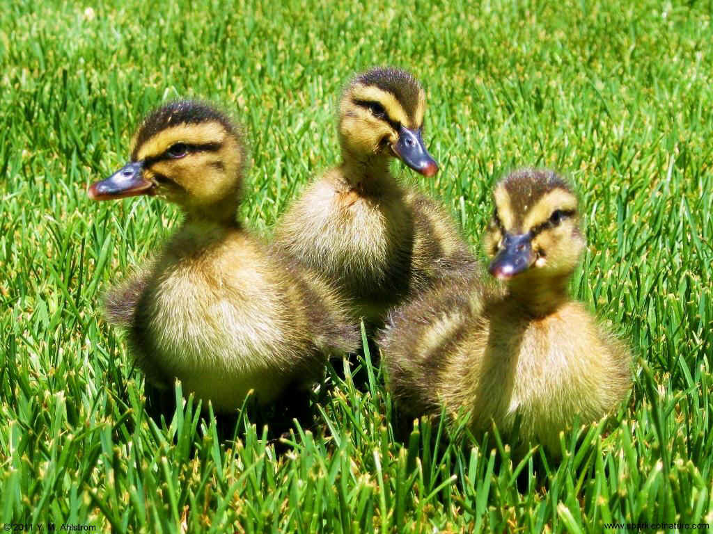 24938 ducklings 1024x768.jpg (221263 bytes)