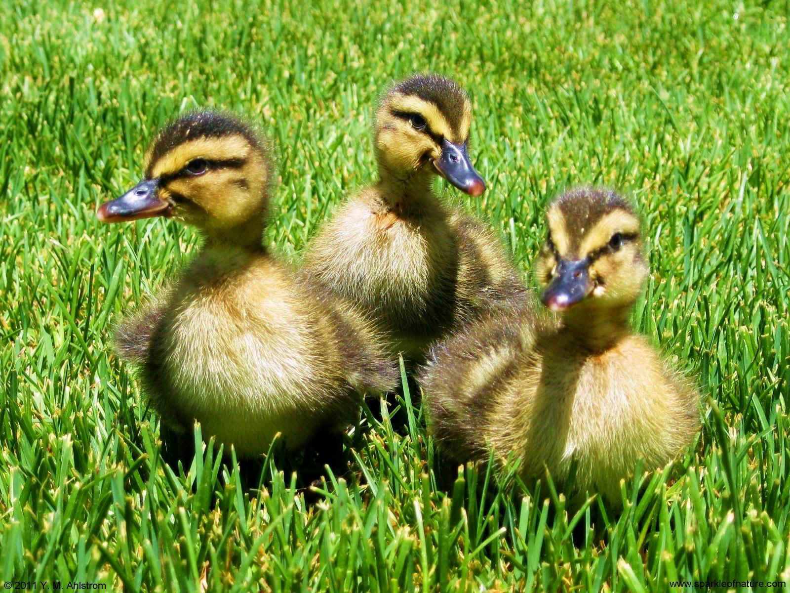 24938 ducklings 1600x1200.jpg (447501 bytes)