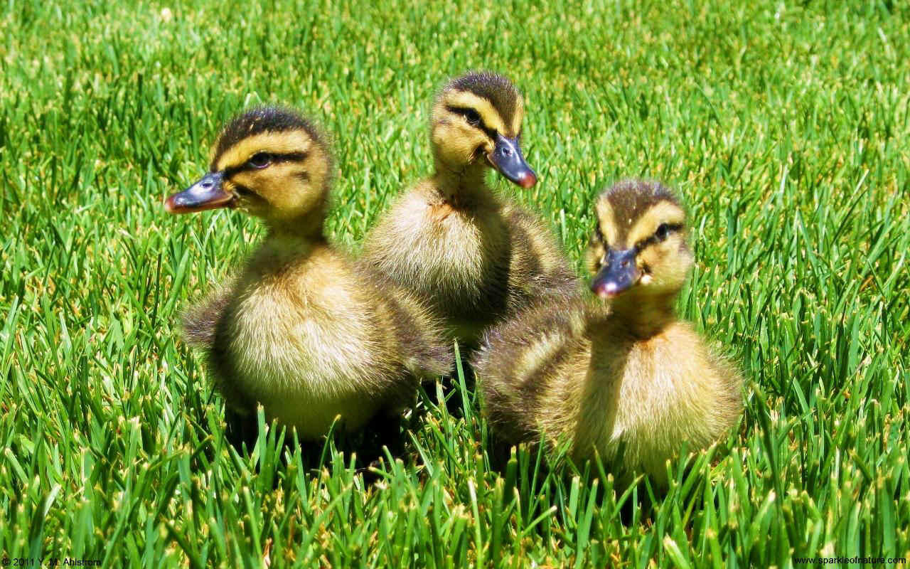 24938 ducklings w 1280x800.jpg (280746 bytes)