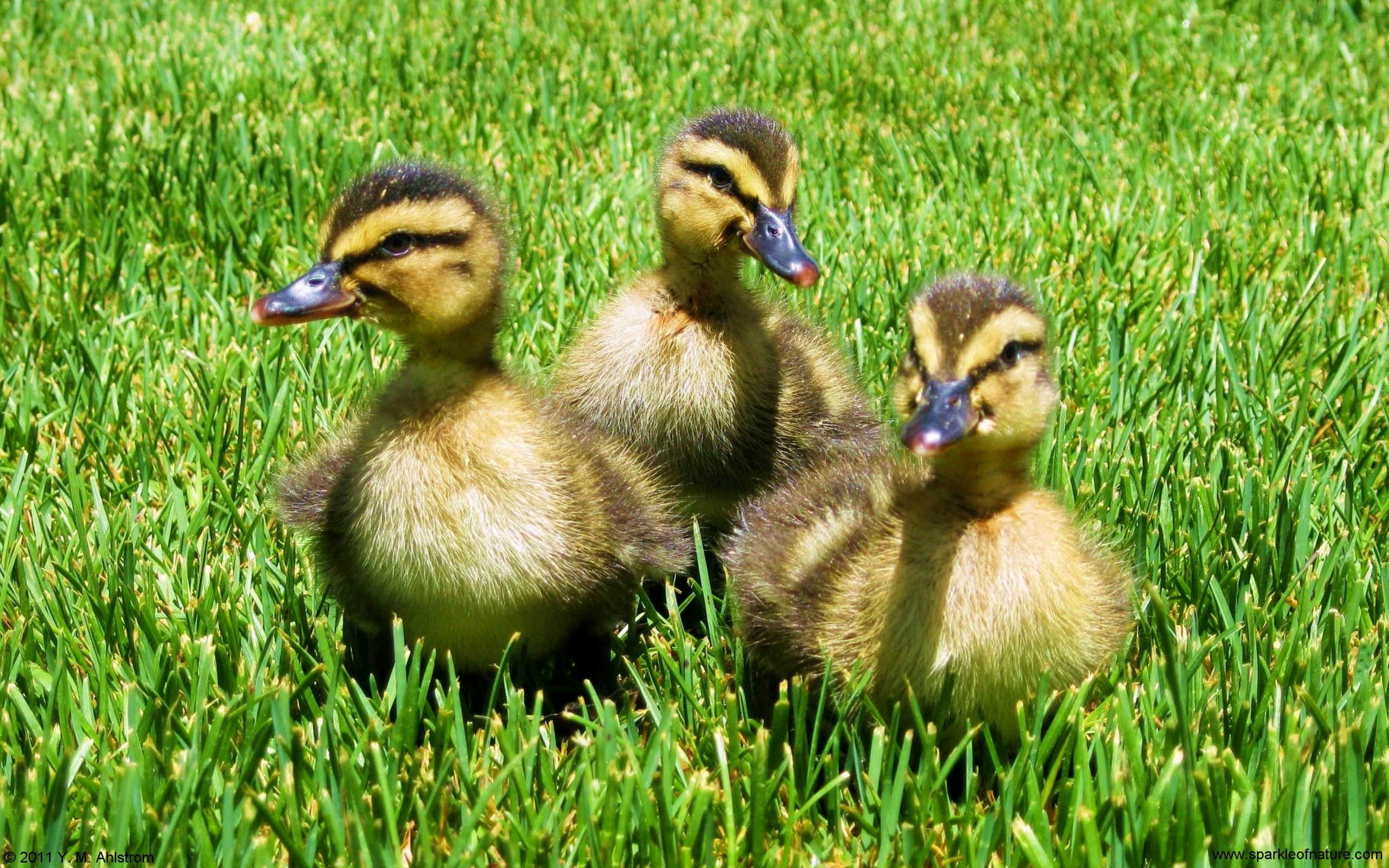 24938 ducklings w 2560x1600.jpg (778357 bytes)