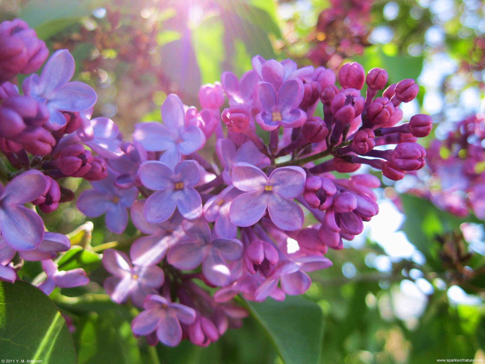 25152 lilacs 1600x1200.jpg (207615 bytes)