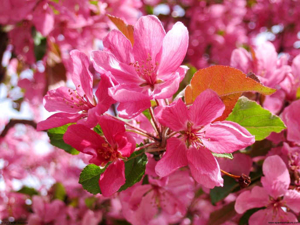 25204 pink crabapple blossoms  1024x768.jpg (125220 bytes)