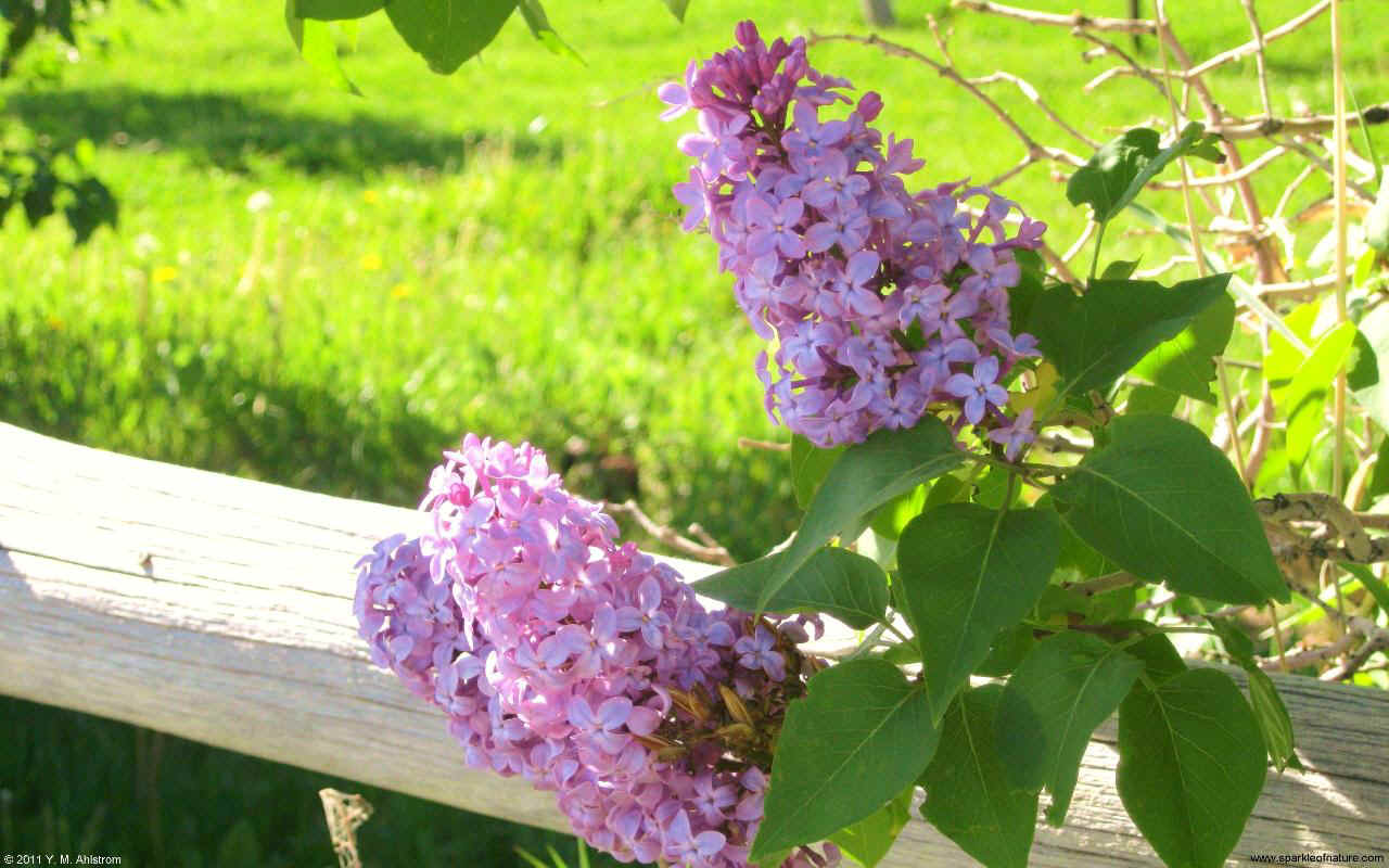 25657 lilac blooms w 1280x800.jpg (173184 bytes)