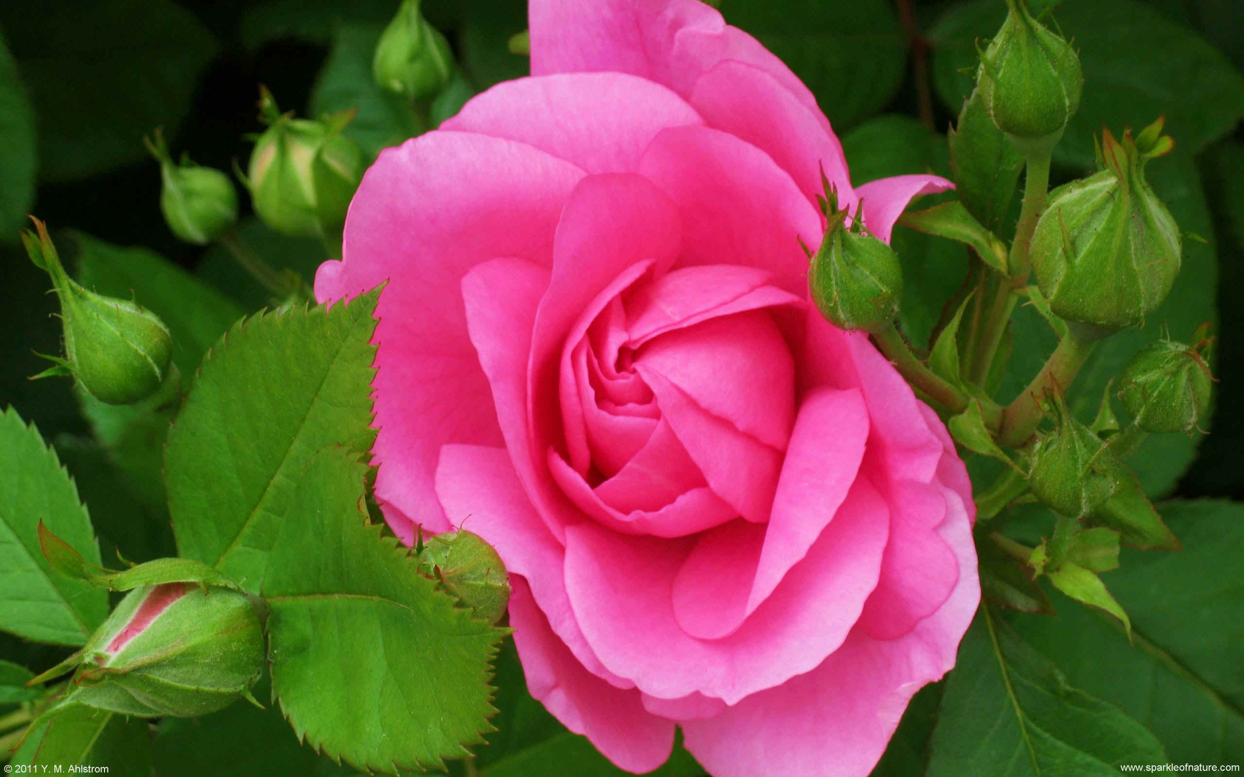 26200 rose w 2560x1600.jpg (344447 bytes)