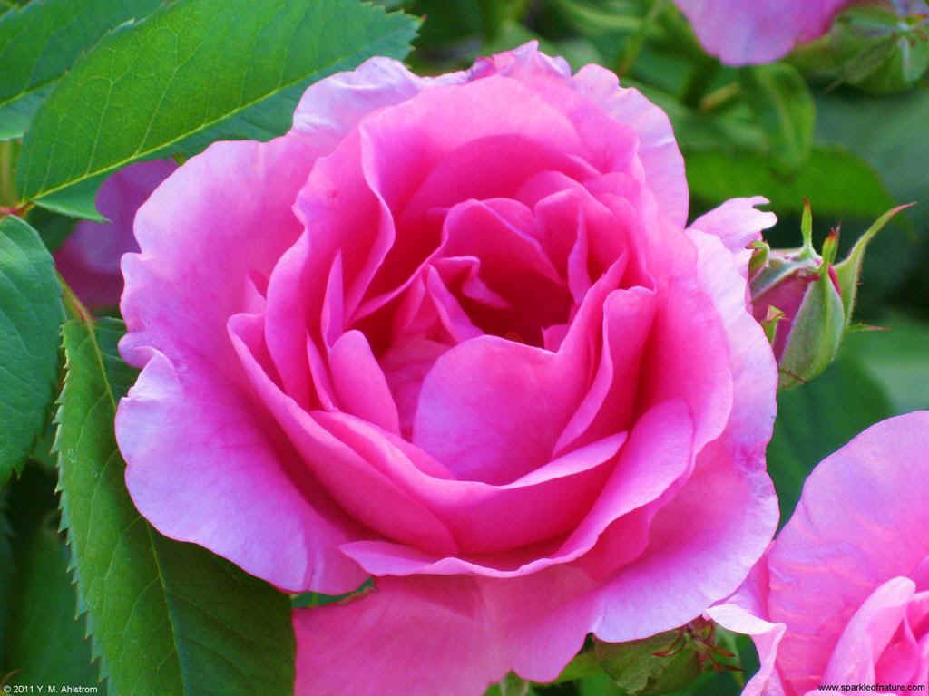 27900 rose 1024x768.jpg (104997 bytes)