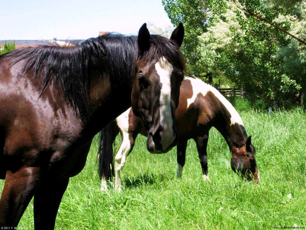 28426 two horses 1024x768.jpg (187454 bytes)