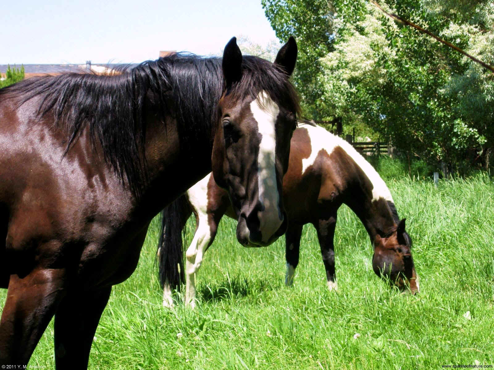 28426 two horses 1600x1200.jpg (394497 bytes)