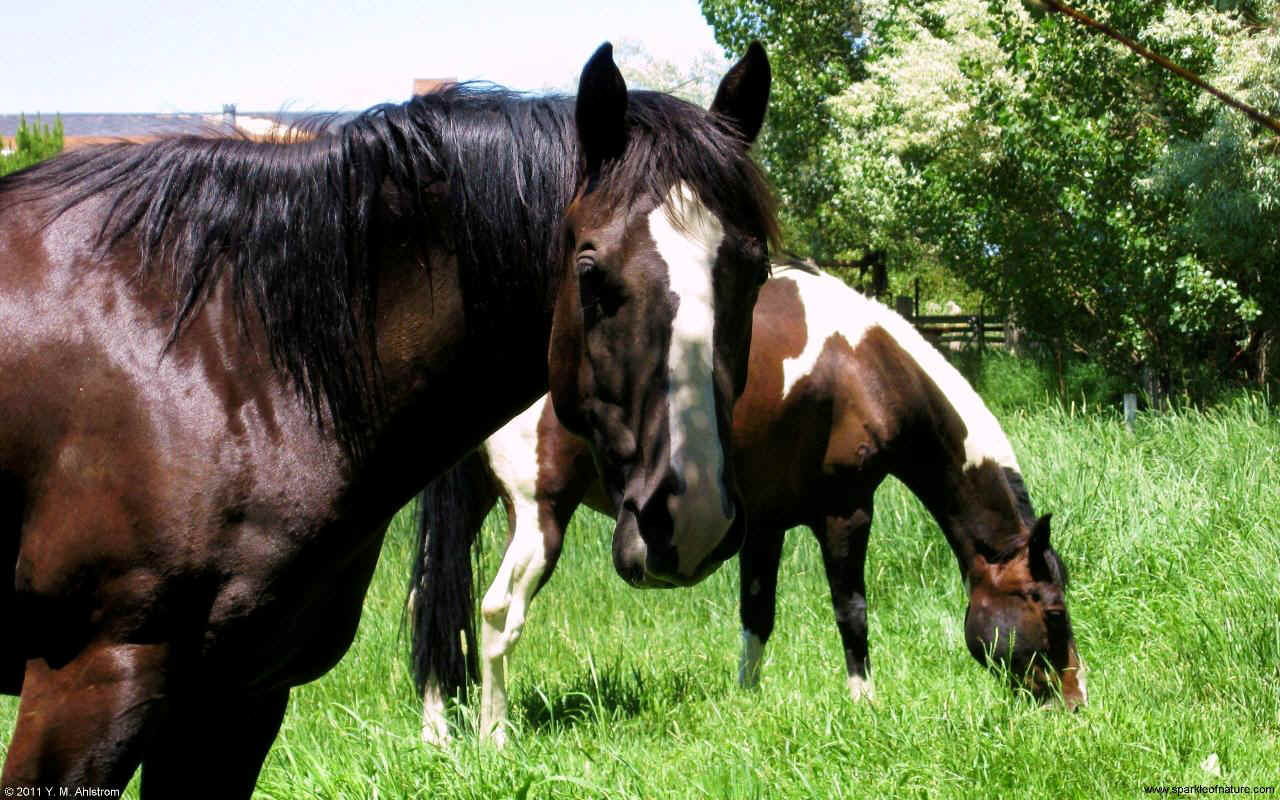 28426 two horses w 1280x800.jpg (230028 bytes)