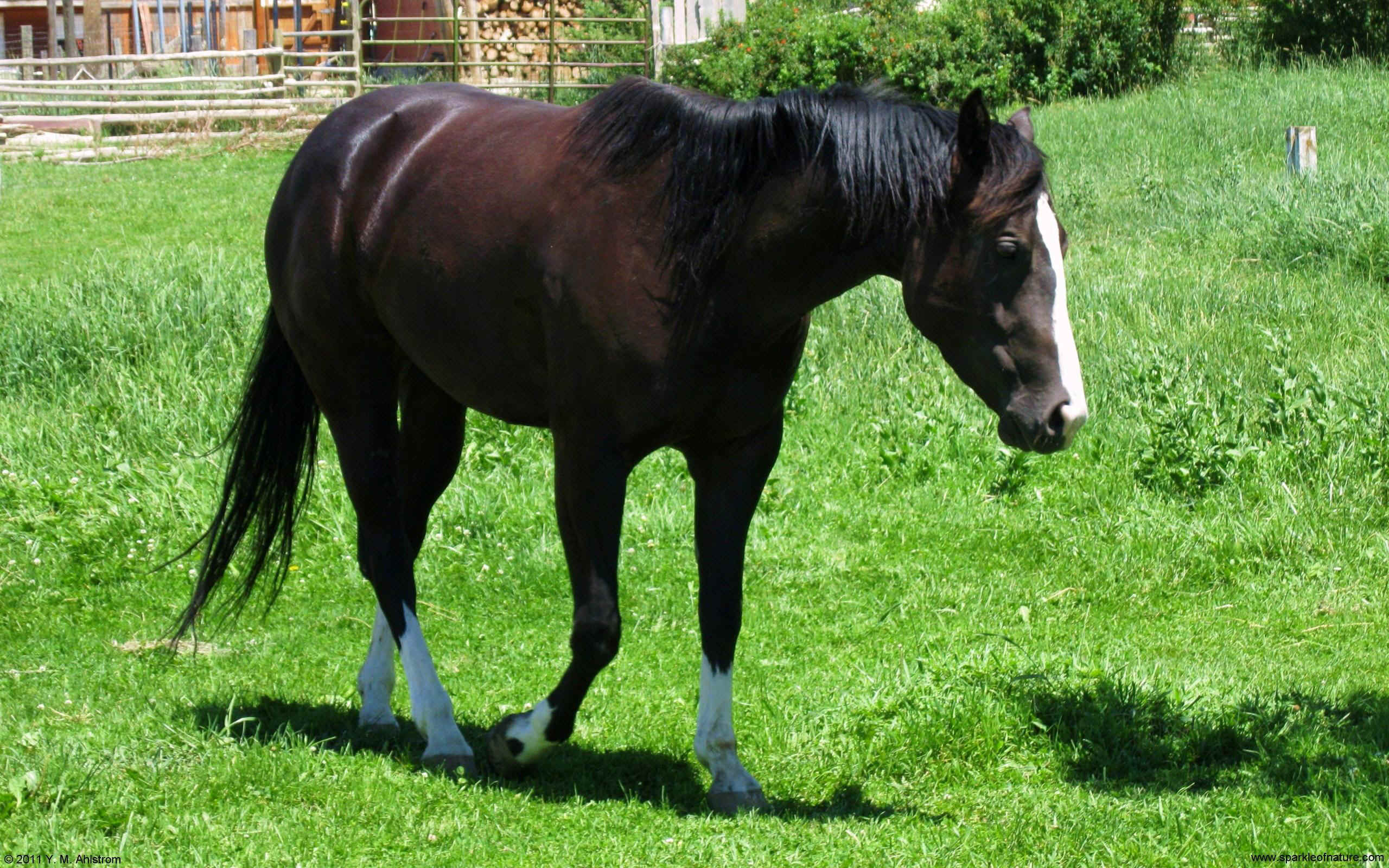 28483 horse w 2560x1600.jpg (771569 bytes)