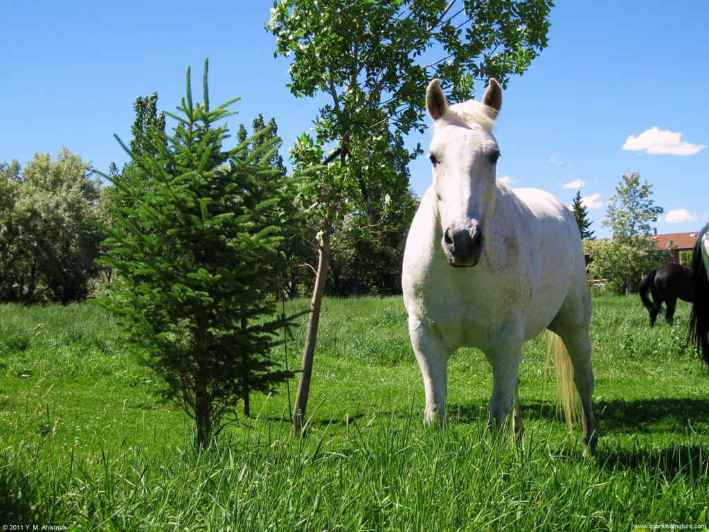 28696 white horse 1024x768.jpg (205127 bytes)