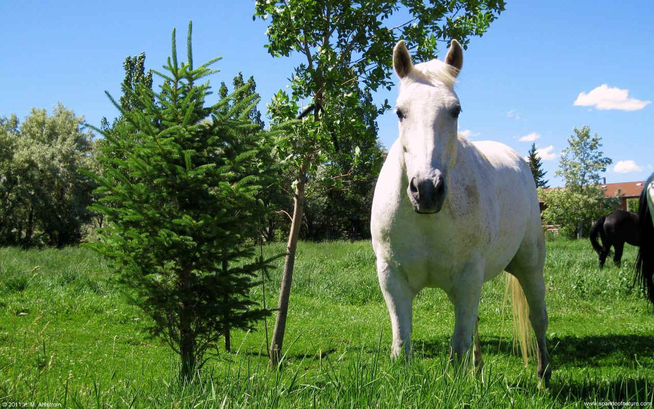 28696 white horse w 1280x800.jpg (278632 bytes)