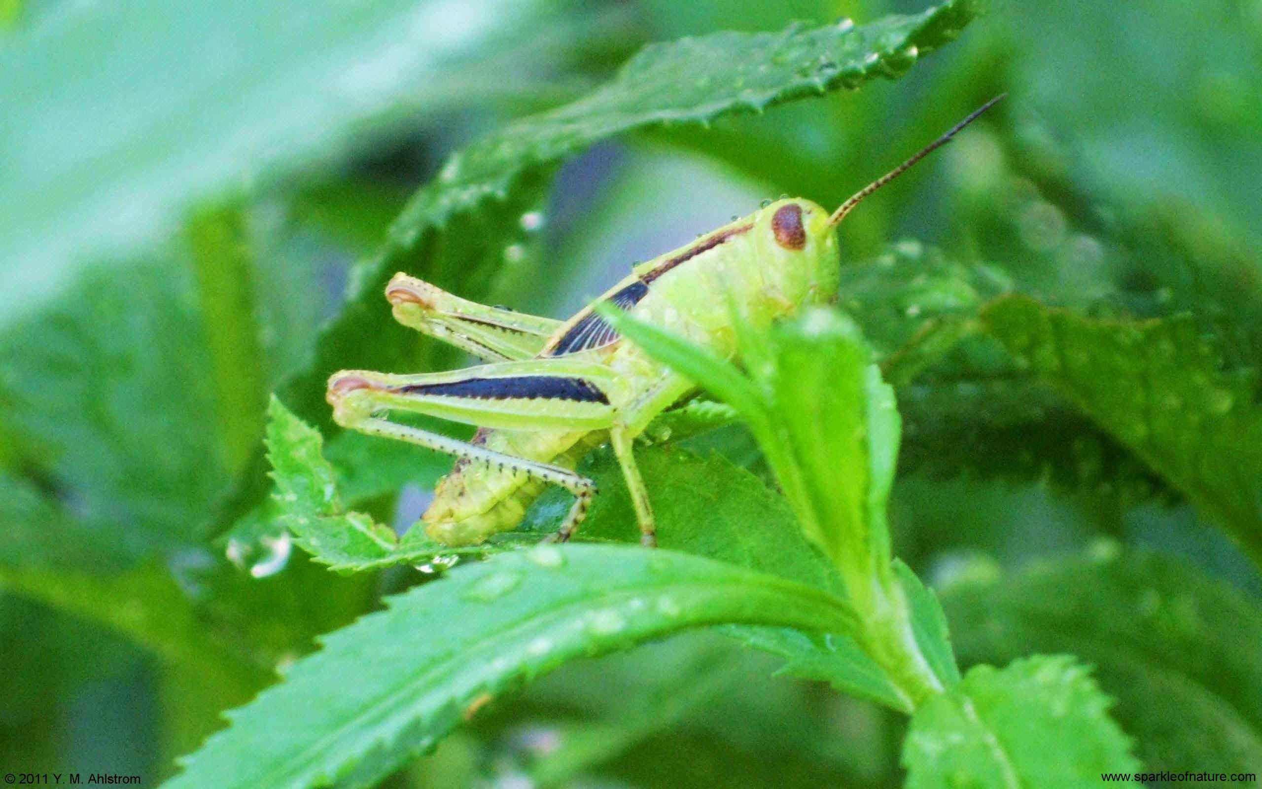 29784 grasshopper w 2560x1600.jpg (430297 bytes)