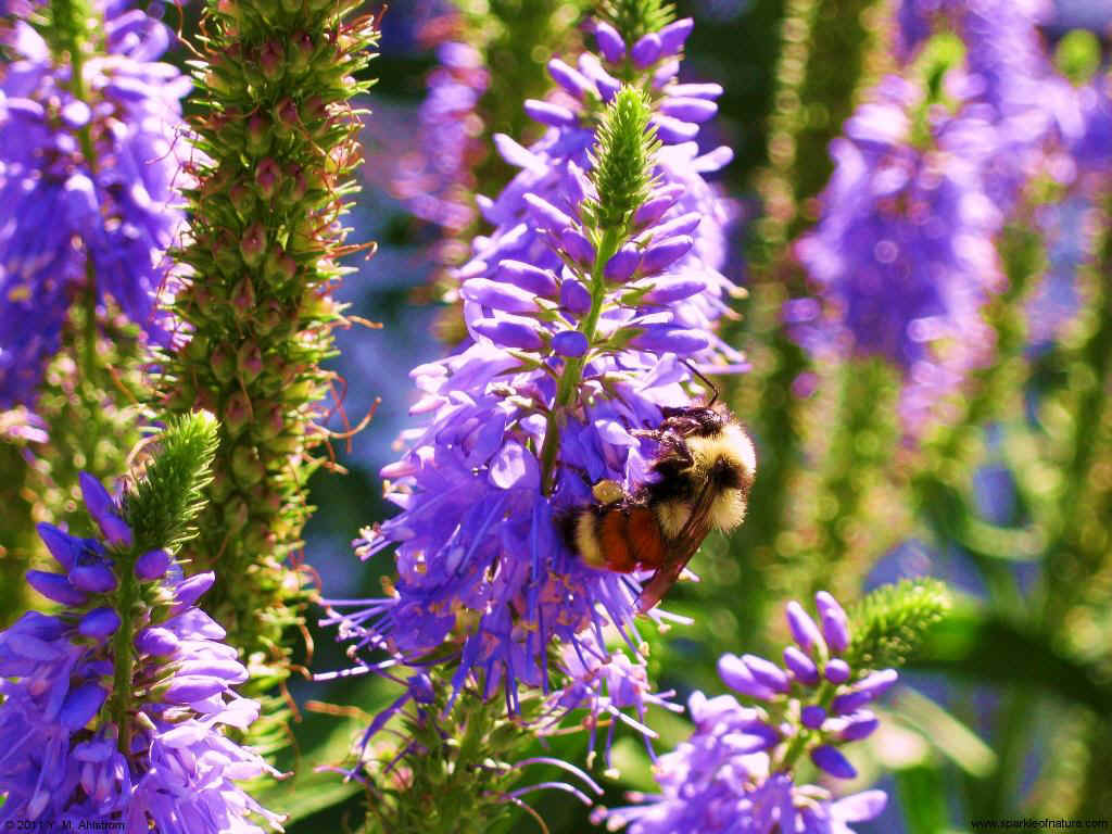 29836 bee on flowers 1024x768.jpg (163299 bytes)