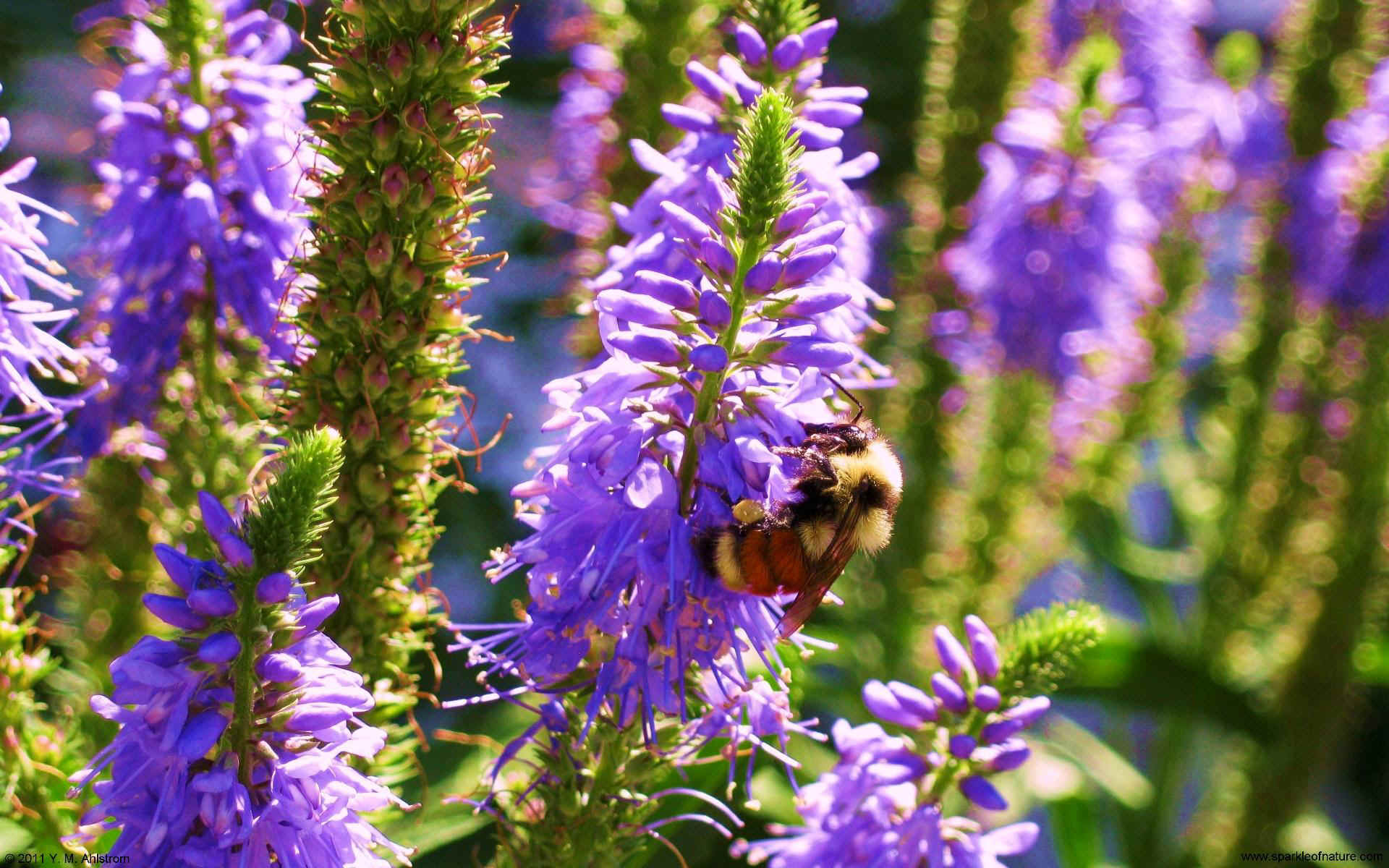 29836 bee on flowers w 1920x1200.jpg (358339 bytes)